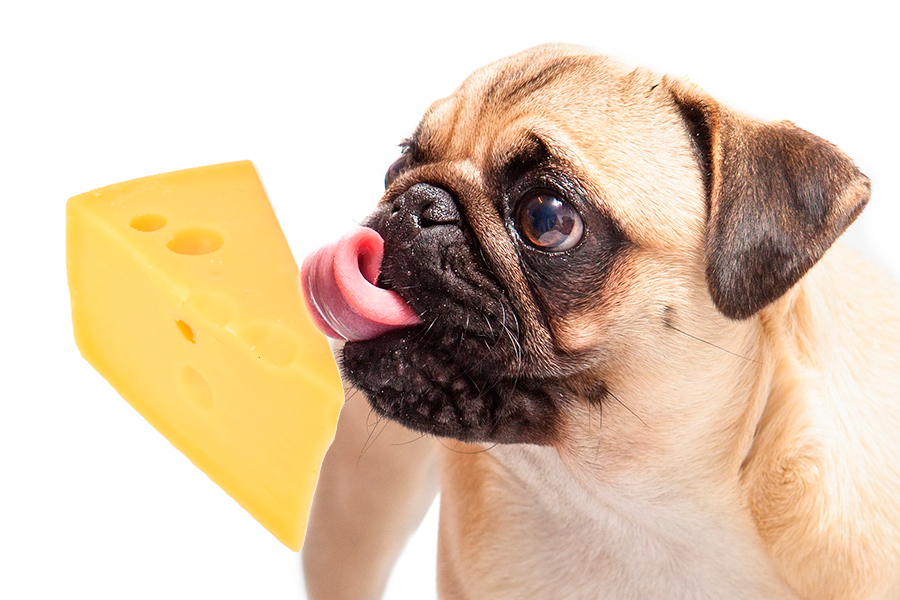 Pueden los perros comer queso? aptos y cantidades