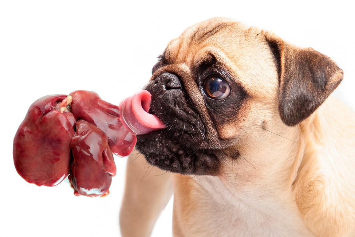 Beneficios de comer corazón o hígado de pollo para un perro