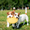 Origen-de-la-raza-Jack-Russell-Terrier